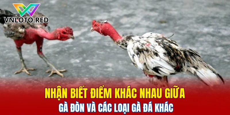 Nhận biết điểm khác nhau giữa gà đòn và các loại gà đá khác.
