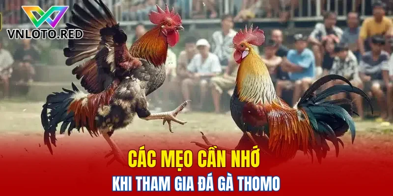 Các mẹo cần nhớ khi tham gia đá gà Thomo