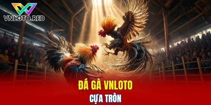 Đá gà Vnloto cựa tròn 