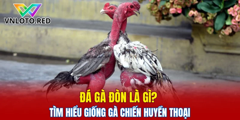 đá gà đòn