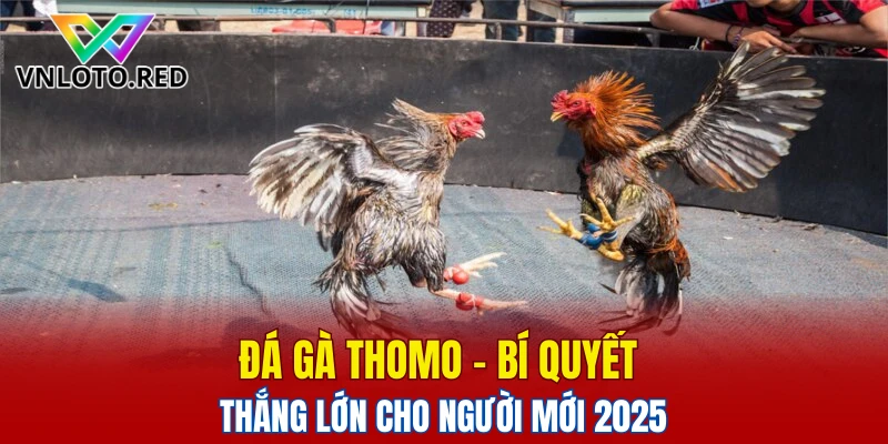 đá gà Thomo