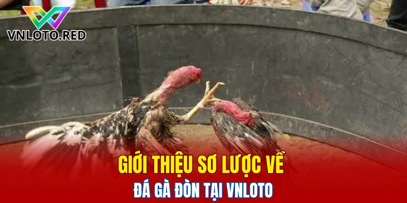 Giới thiệu sơ lược về đá gà đòn tại Vnloto