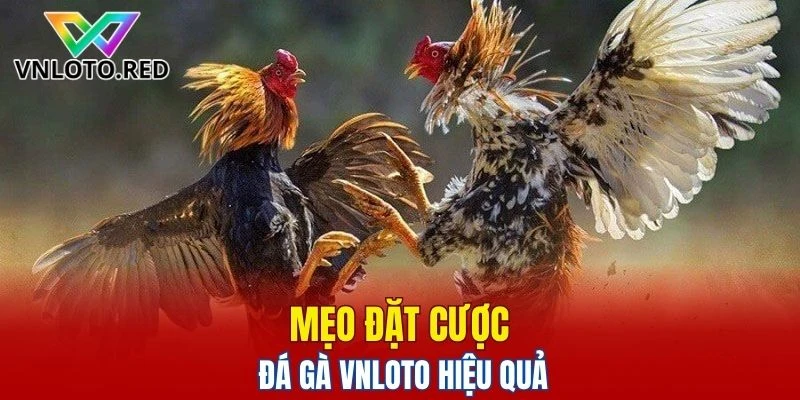 Mẹo đặt cược đá gà Vnloto hiệu quả