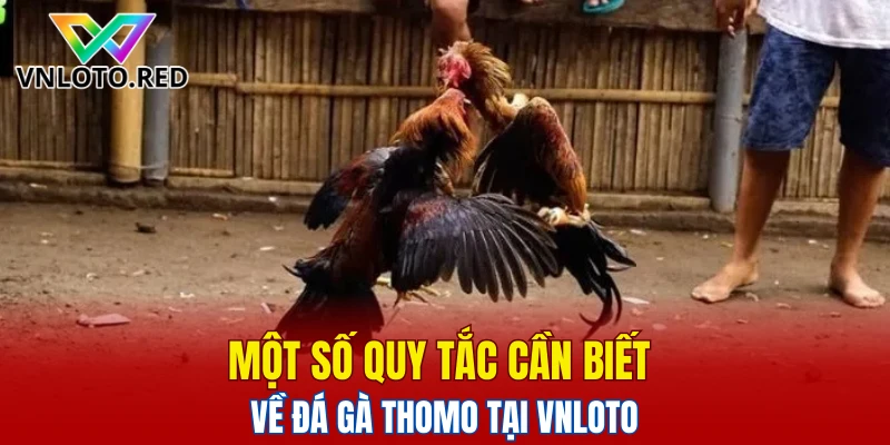 Một số quy tắc cần biết về đá gà Thomo tại Vnloto