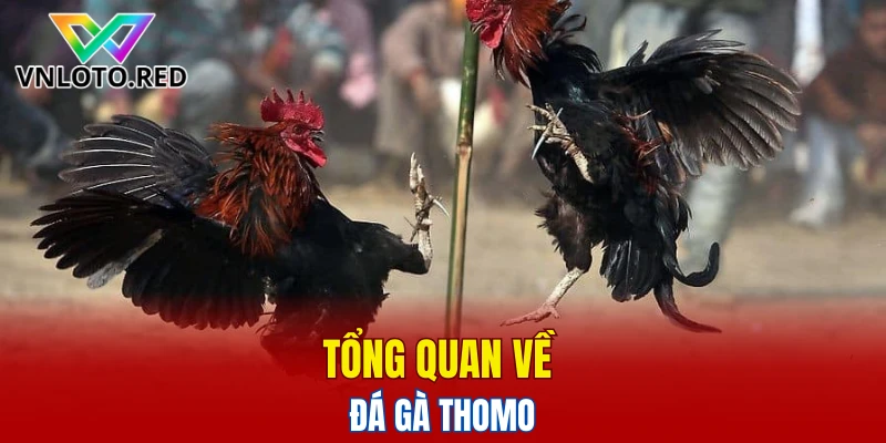 Tổng quan về đá gà Thomo